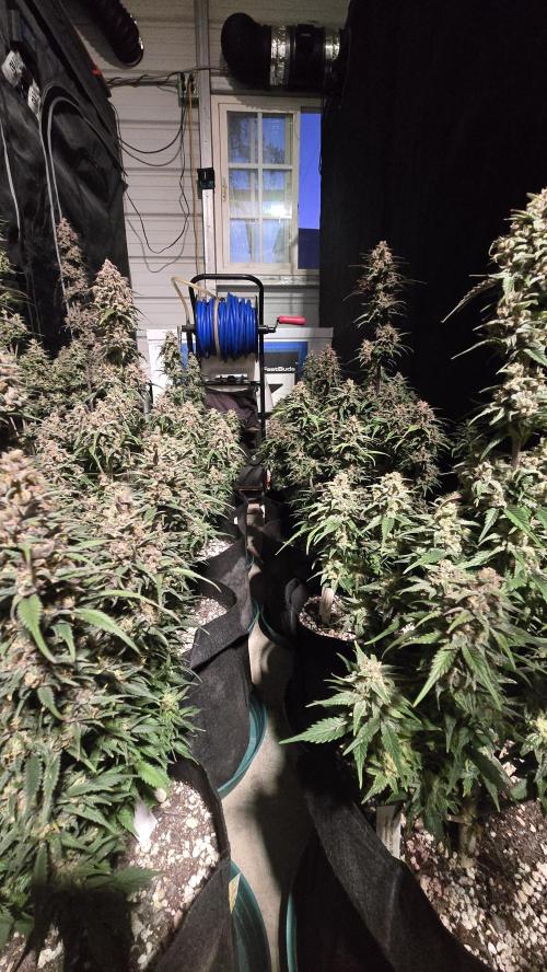 StrawberryGorillaAuto(RF3). Week 9