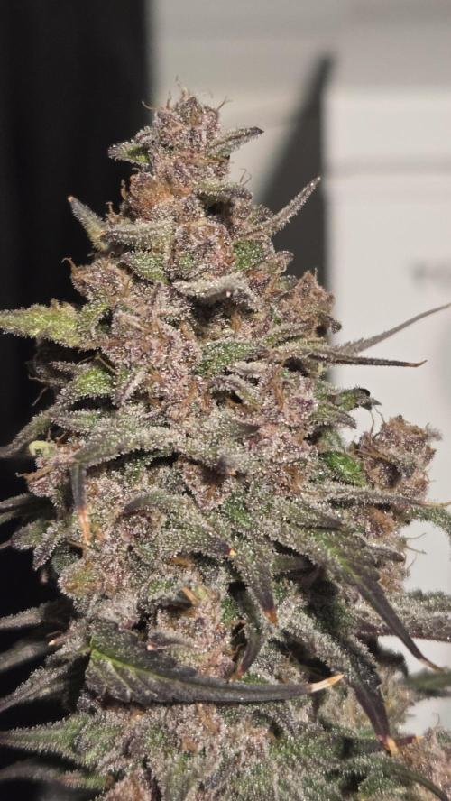 StrawberryGorillaAuto(RF3). Week 9