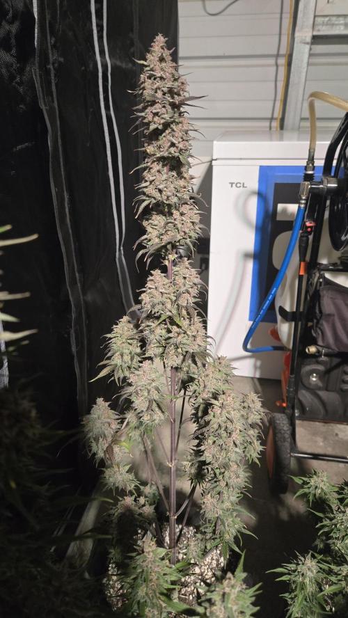 StrawberryGorillaAuto(RF3). Week 9