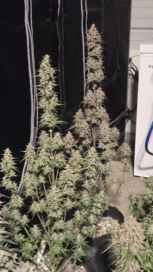 StrawberryGorillaAuto(RF3). Week 9