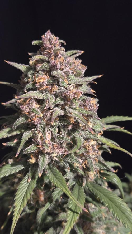 StrawberryGorillaAuto(RF3). Week 9