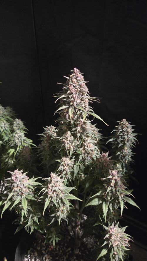 StrawberryGorillaAuto(RF3). Week 9