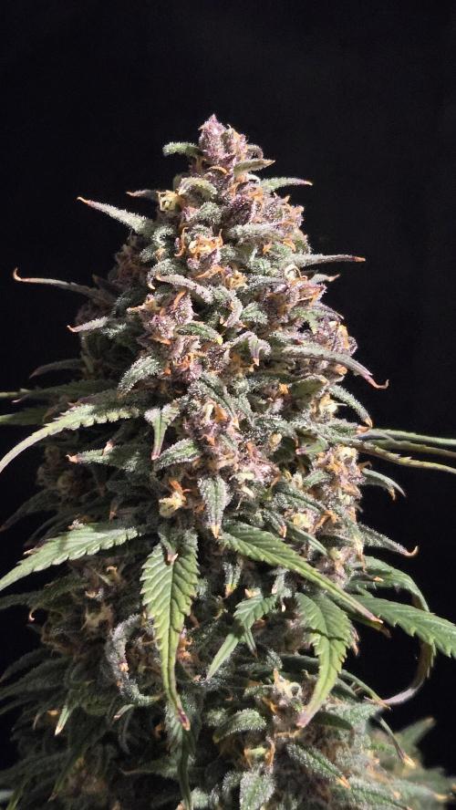 StrawberryGorillaAuto(RF3). Week 9