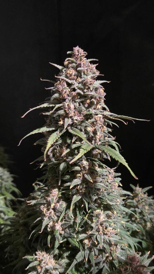 StrawberryGorillaAuto(RF3). Week 9