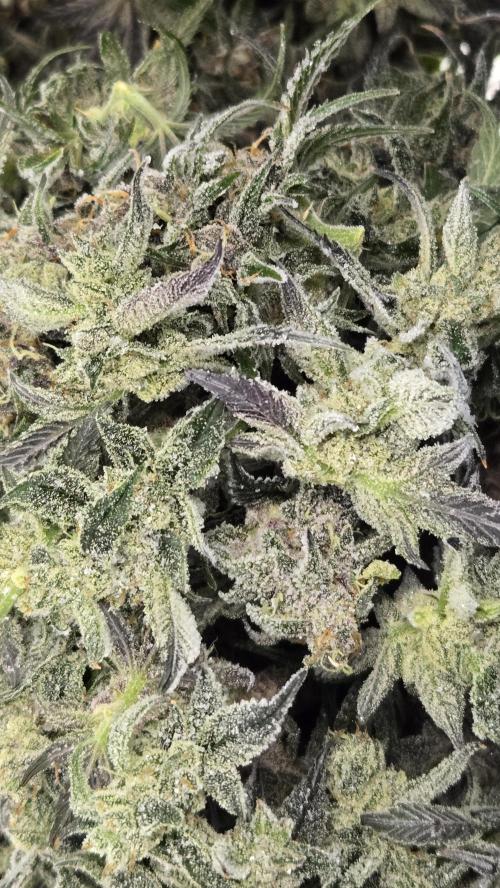 StrawberryGorillaAuto(RF3). Week 9
