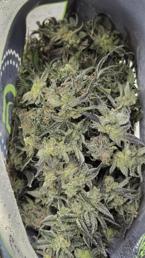 StrawberryGorillaAuto(RF3). Week 9