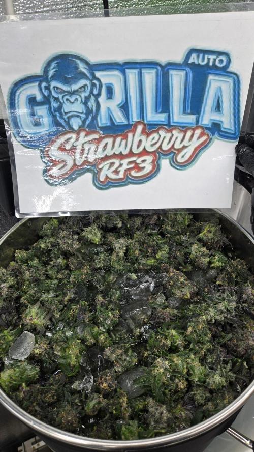 StrawberryGorillaAuto(RF3). Week 9