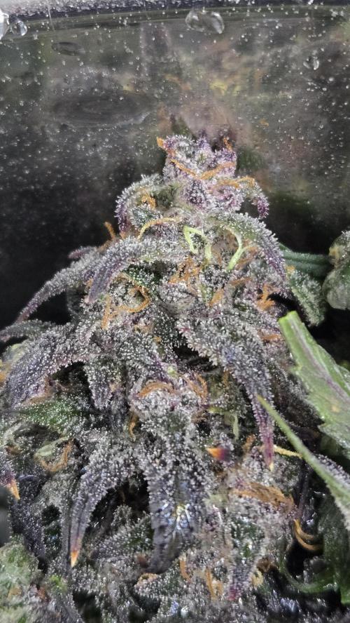 StrawberryGorillaAuto(RF3). Week 9
