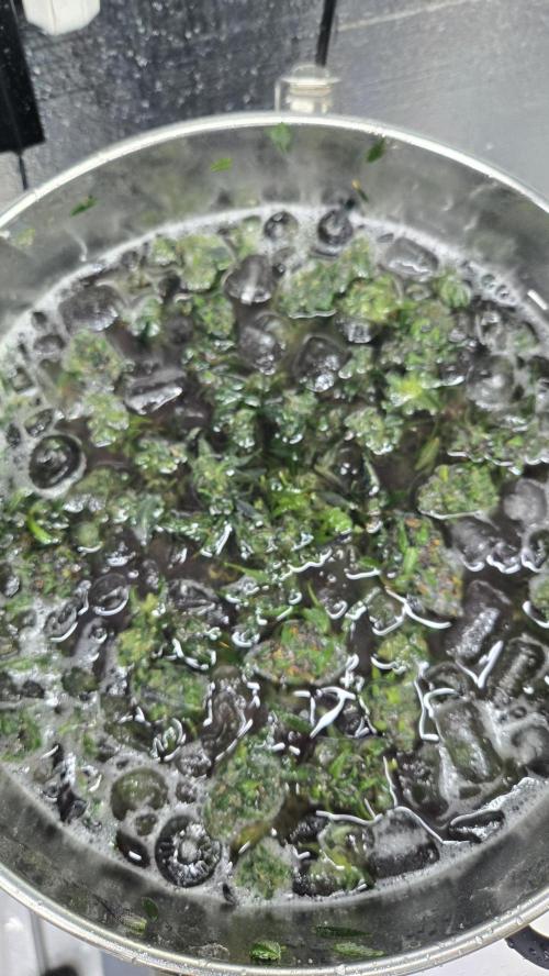 StrawberryGorillaAuto(RF3). Week 9