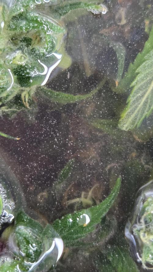 StrawberryGorillaAuto(RF3). Week 9