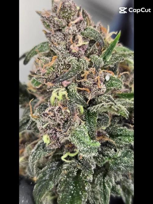 StrawberryGorillaAuto(RF3)