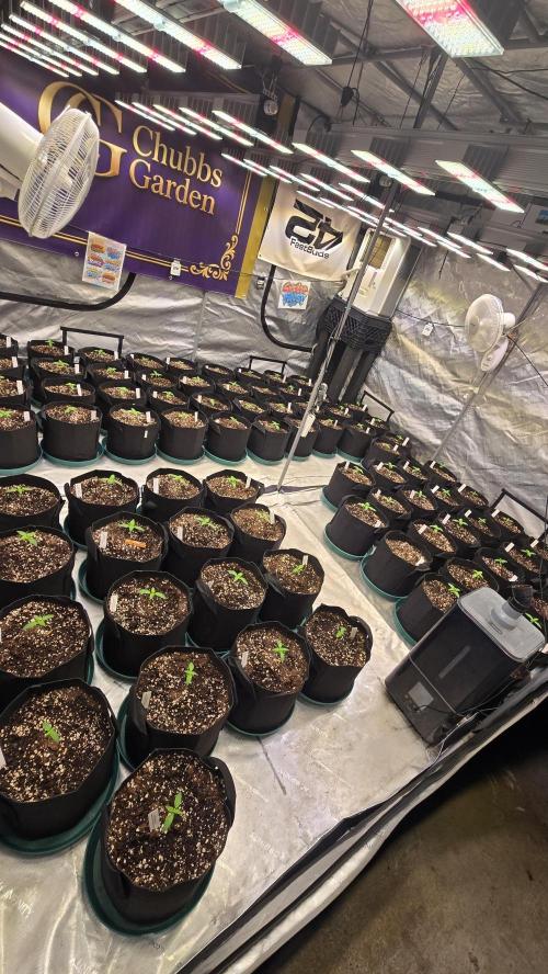 MangoCherryRuntzAuto. Week 1