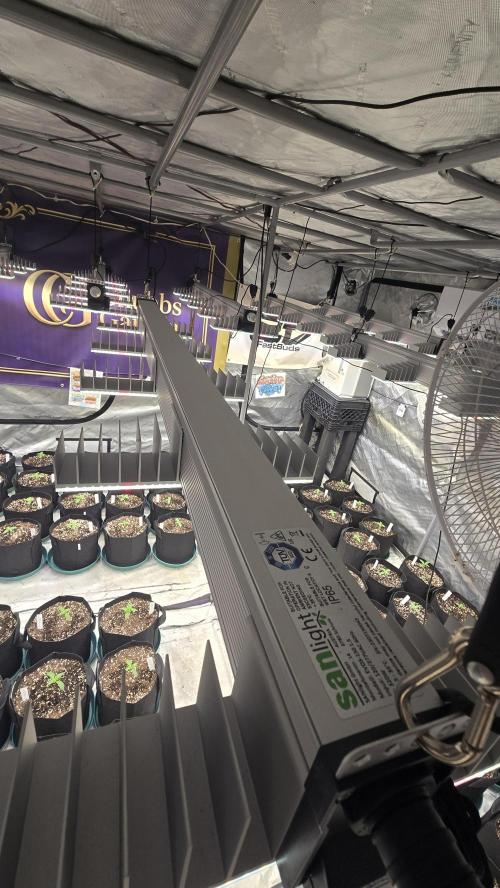 MangoCherryRuntzAuto. Week 1