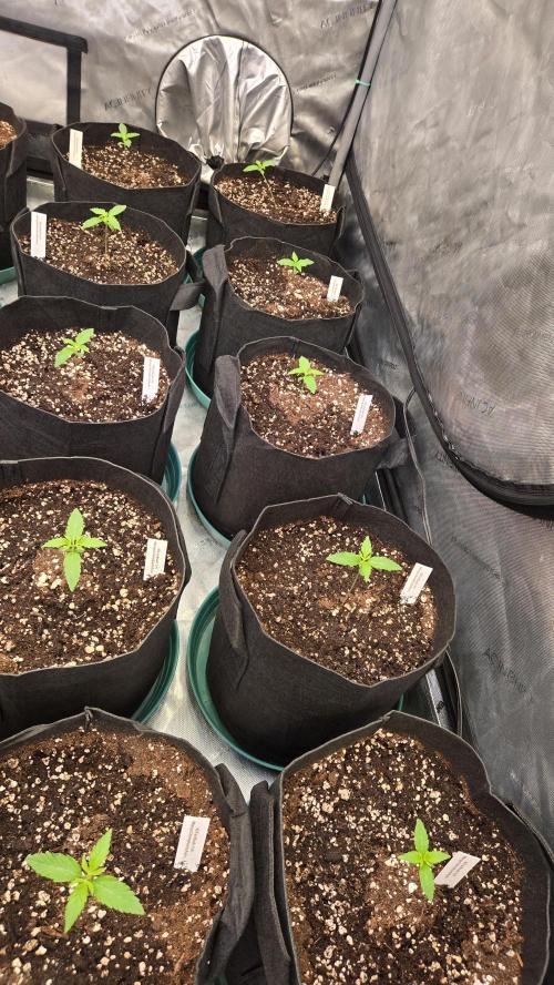 MangoCherryRuntzAuto. Week 1