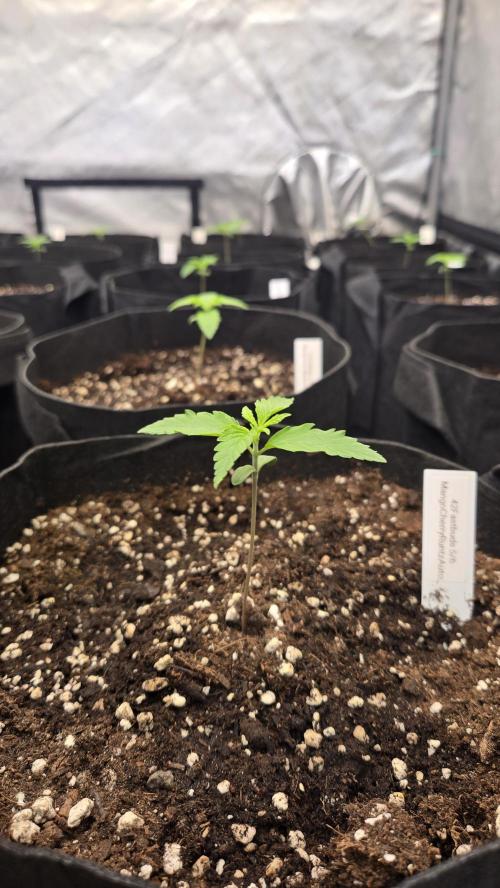 MangoCherryRuntzAuto. Week 1
