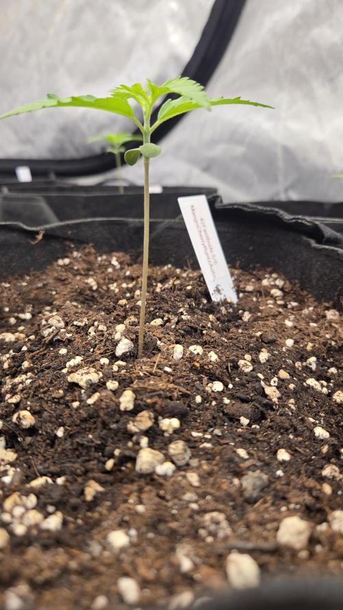 MangoCherryRuntzAuto. Week 1