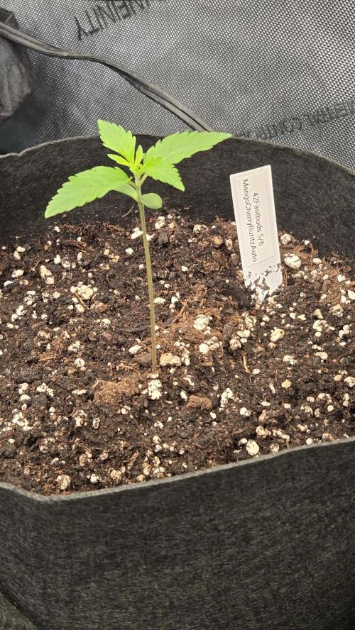 MangoCherryRuntzAuto. Week 1
