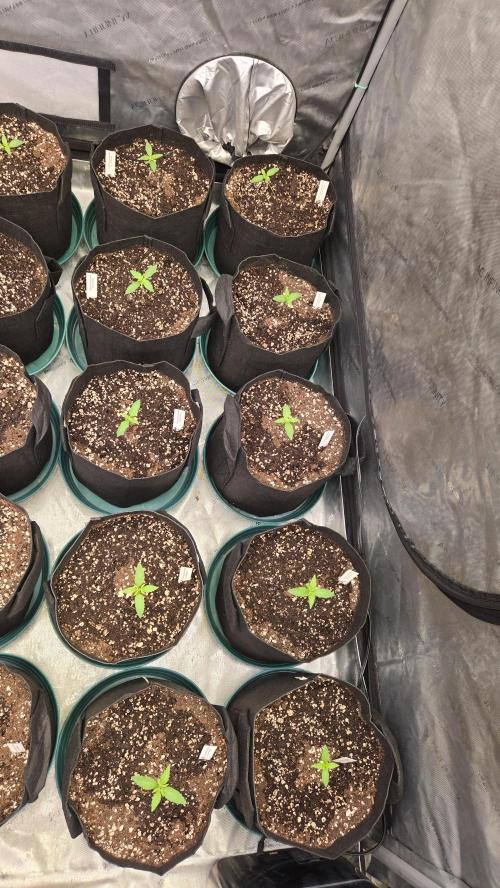 MangoCherryRuntzAuto. Week 1