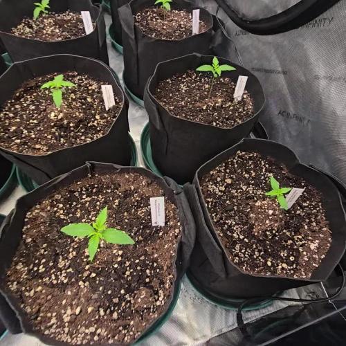MangoCherryRuntzAuto