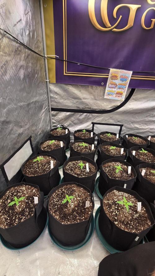 BananaFrostAuto. Week 1
