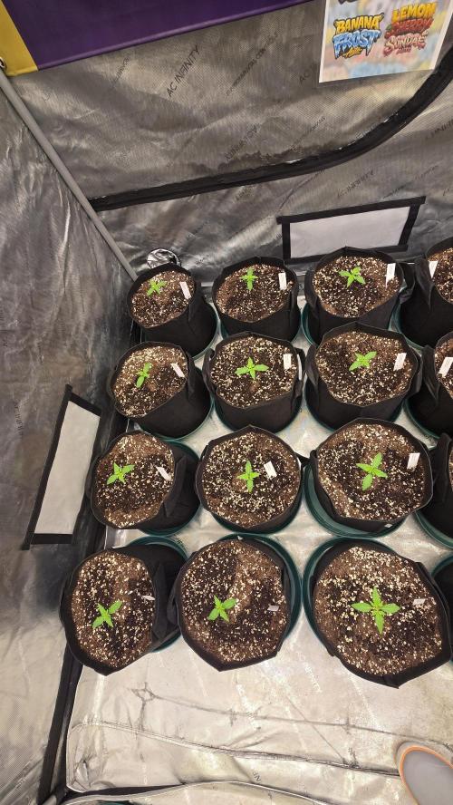 BananaFrostAuto. Week 1