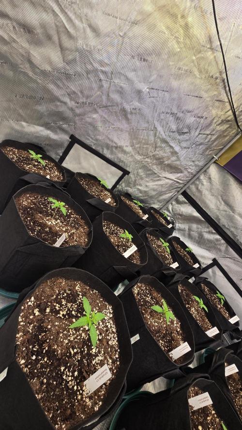 BananaFrostAuto. Week 1