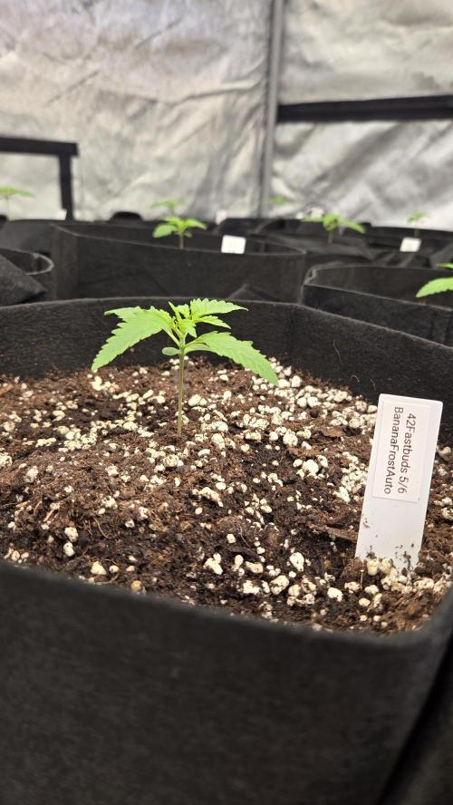 BananaFrostAuto. Week 1
