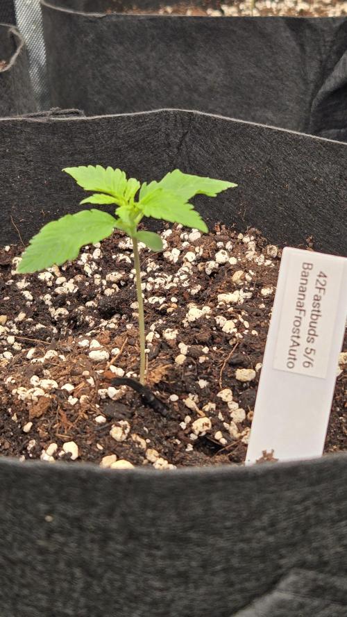 BananaFrostAuto. Week 1