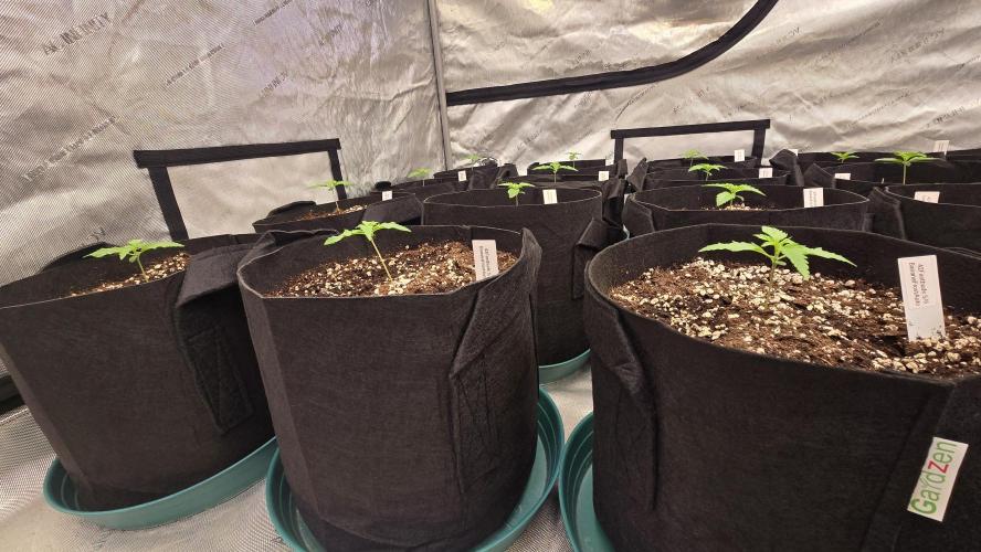 BananaFrostAuto. Week 1