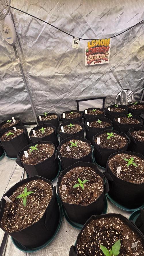 LemonCherrySundaeAuto. Week 1