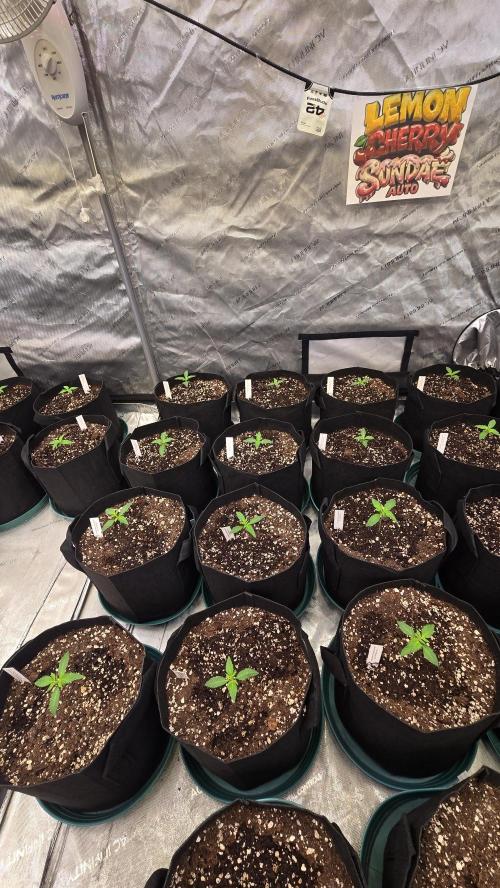 LemonCherrySundaeAuto. Week 1