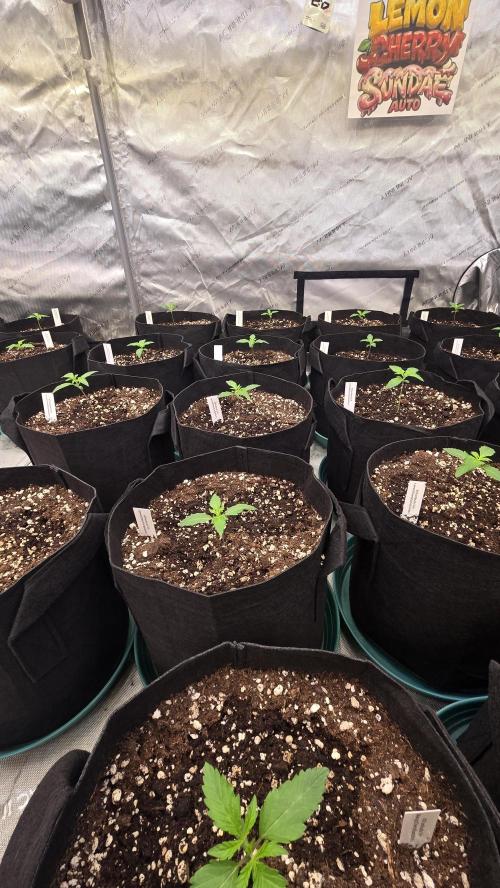 LemonCherrySundaeAuto. Week 1