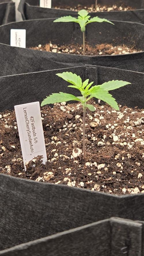 LemonCherrySundaeAuto. Week 1