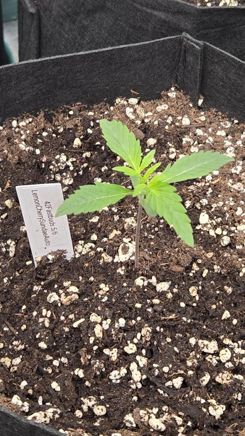 LemonCherrySundaeAuto. Week 1