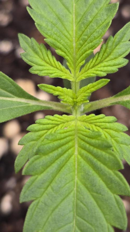 LemonCherrySundaeAuto. Week 1