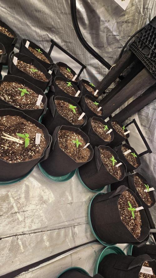 MangoFrostAuto. Week 1