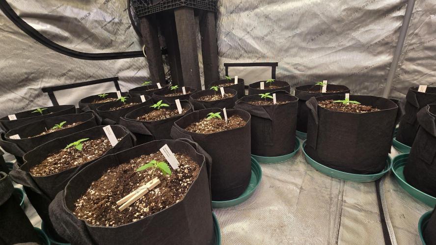 MangoFrostAuto. Week 1