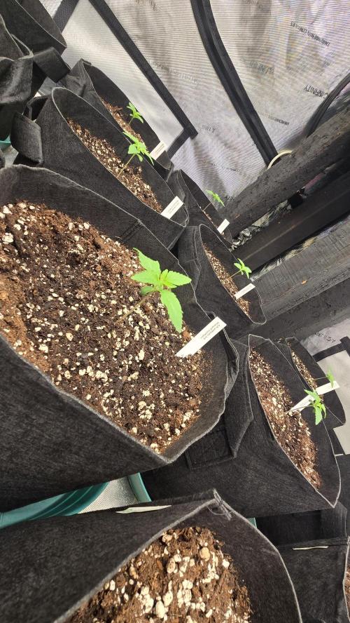 MangoFrostAuto. Week 1