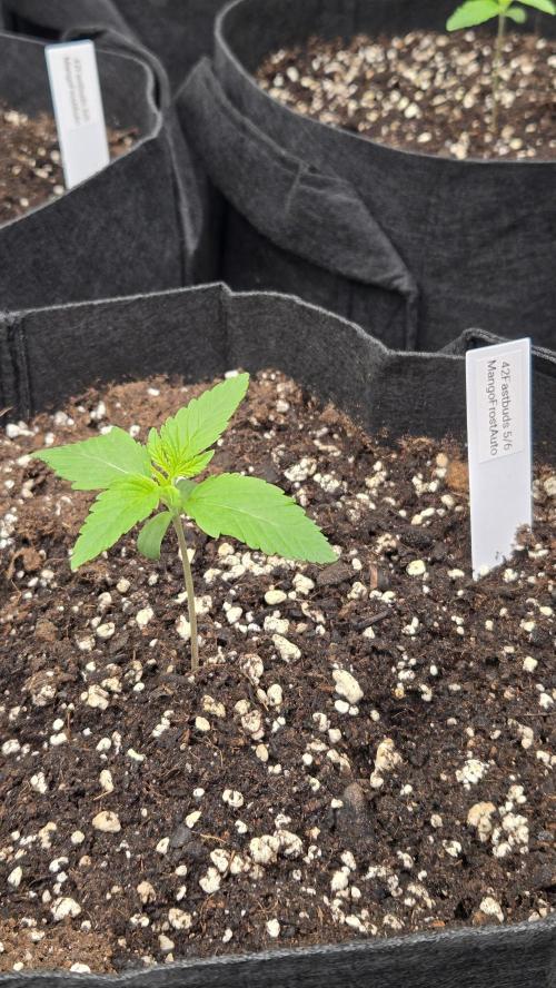 MangoFrostAuto. Week 1