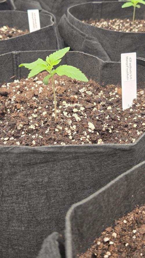 MangoFrostAuto. Week 1