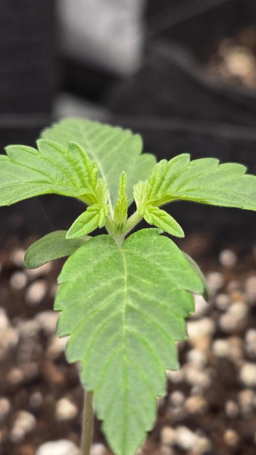 MangoFrostAuto. Week 1