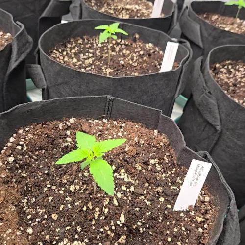 MangoFrostAuto
