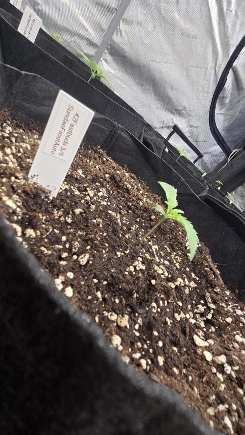 Sundae Frost Auto. Week 1