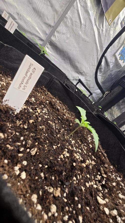 Sundae Frost Auto. Week 1