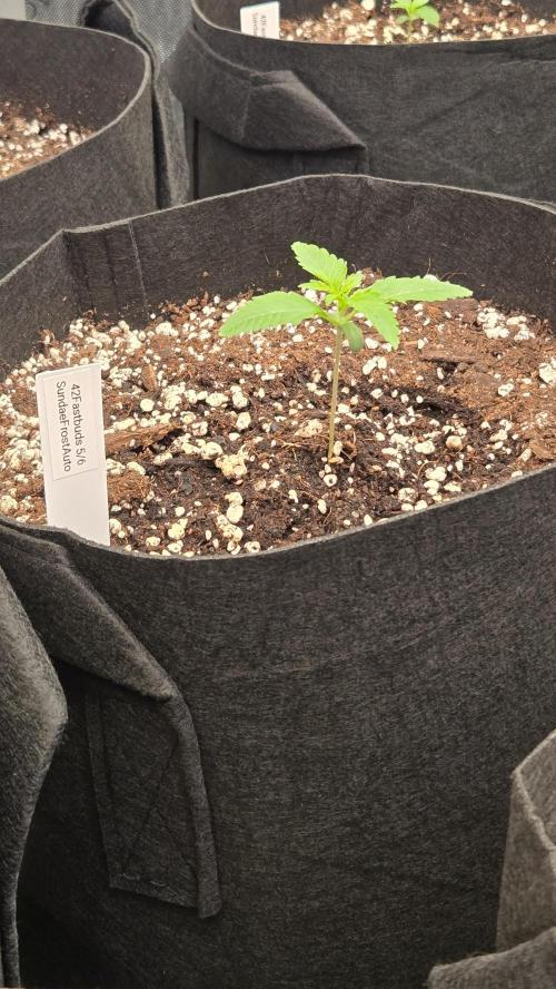 Sundae Frost Auto. Week 1