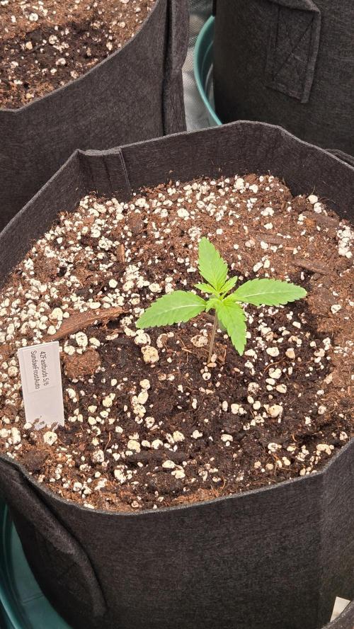 Sundae Frost Auto. Week 1