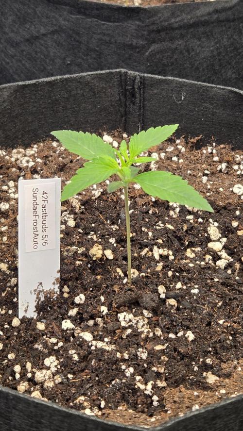 Sundae Frost Auto. Week 1