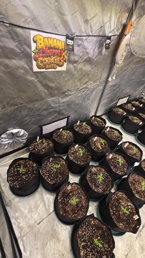 BananaCherryCookiesAuto. Week 1