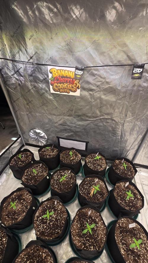 BananaCherryCookiesAuto. Week 1