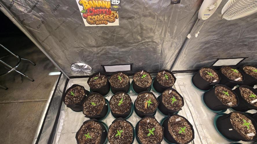 BananaCherryCookiesAuto. Week 1